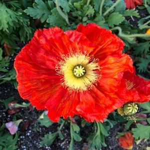 Meet your Posher, Vanessa